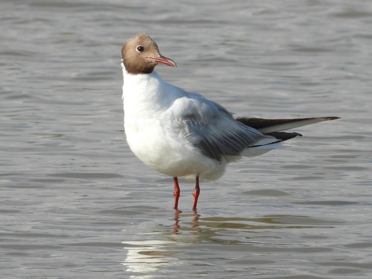 Gaviota Reidora - ML593456541