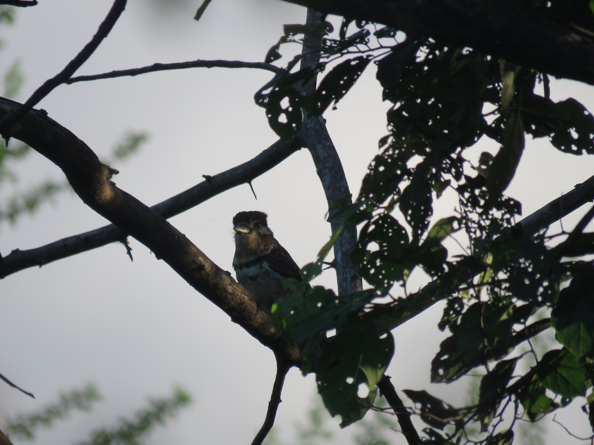 Russet-throated/Two-banded Puffbird - Juan Zambrano