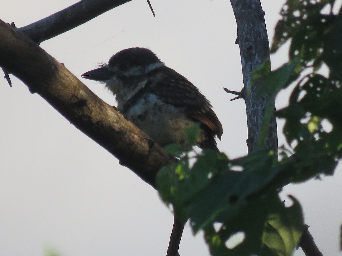 Russet-throated/Two-banded Puffbird - Juan Zambrano