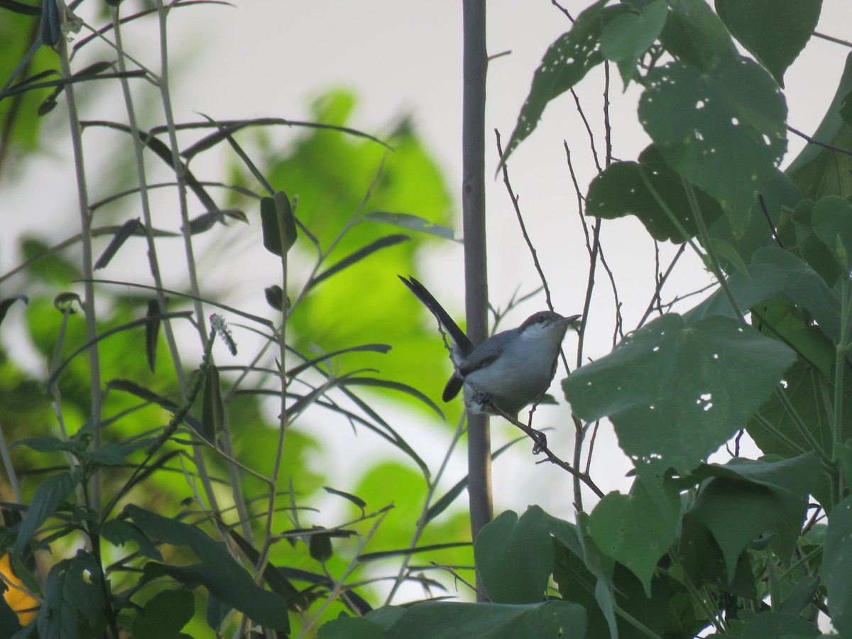 Russet-throated/Two-banded Puffbird - ML593456621