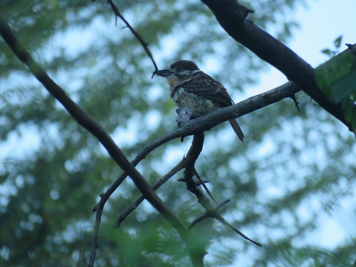 Russet-throated/Two-banded Puffbird - ML593456641