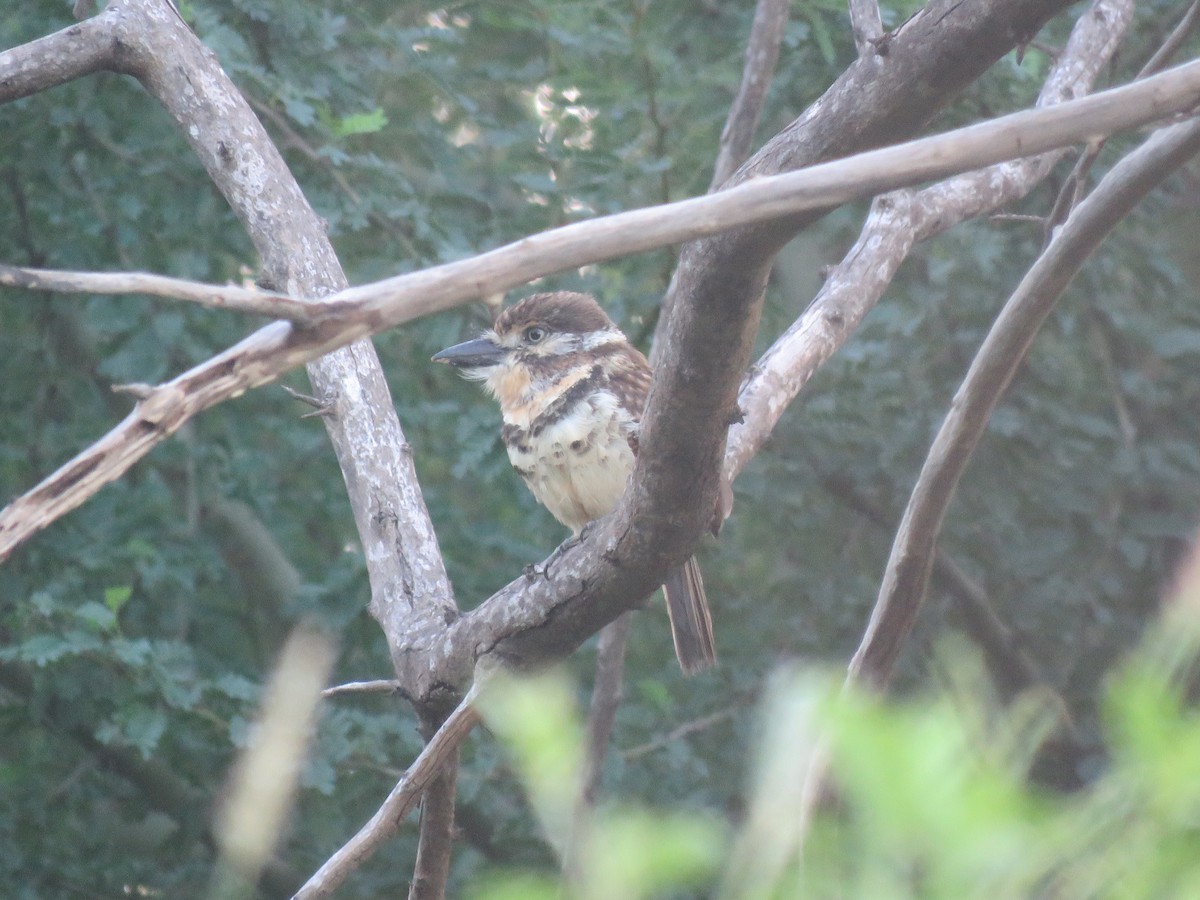 Russet-throated/Two-banded Puffbird - Juan Zambrano