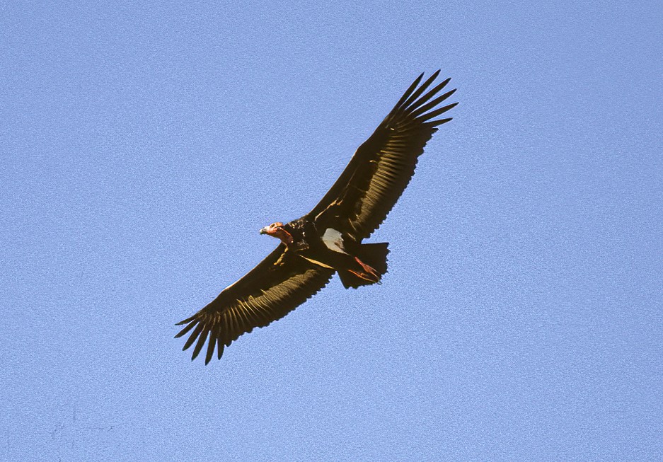 Red-headed Vulture - ML593456691