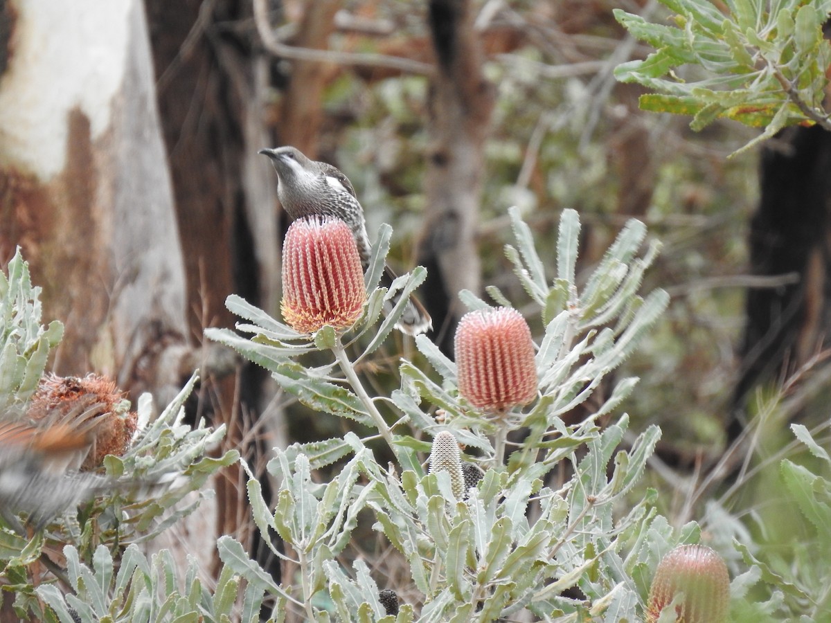 Western Wattlebird - Hannah Elliott