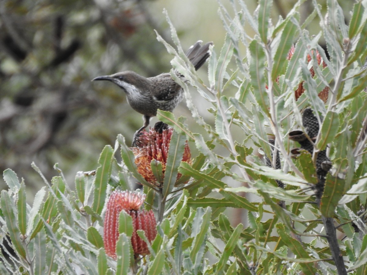 Western Wattlebird - Hannah Elliott