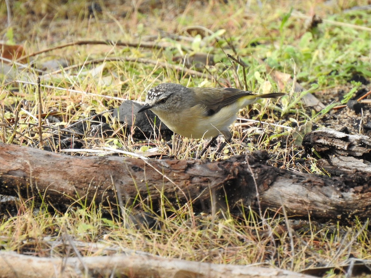 Acanthize à croupion jaune - ML593457021