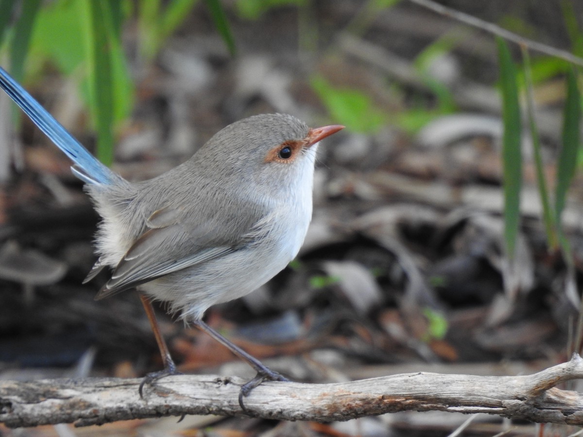 Splendid Fairywren - Hannah Elliott