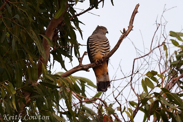 Pacific Baza - ML593457151