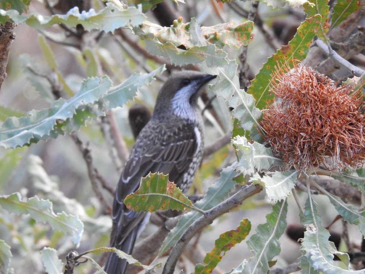 Western Wattlebird - ML593457181