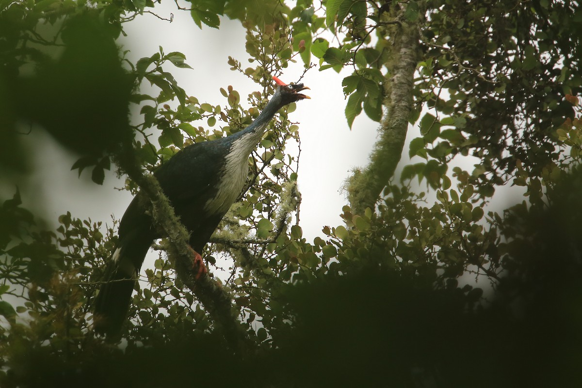 Horned Guan - ML59345731