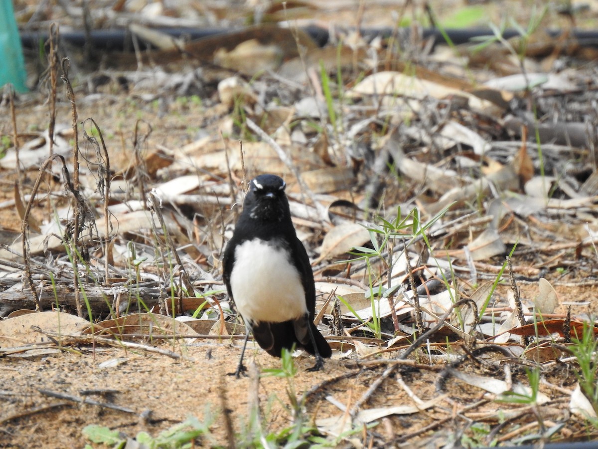 Willie-wagtail - ML593457401