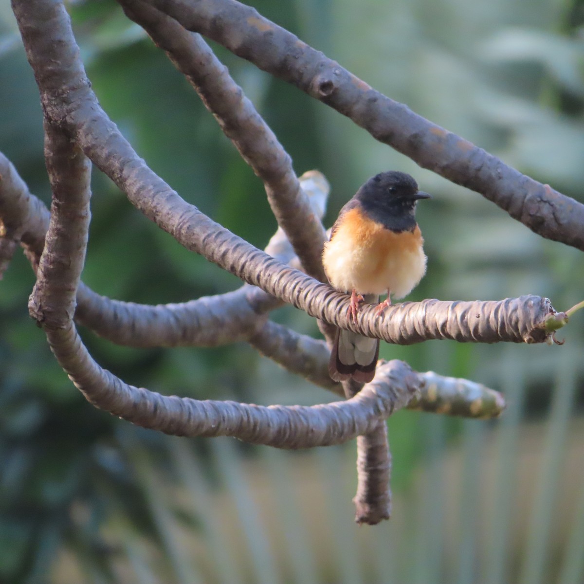 White-rumped Shama - ML593457971