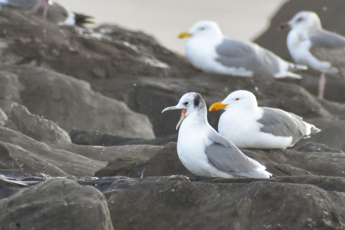 Black-legged Kittiwake - ML593457981