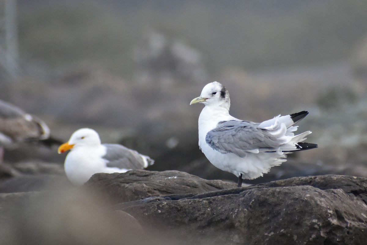 Gaviota Tridáctila - ML593458011