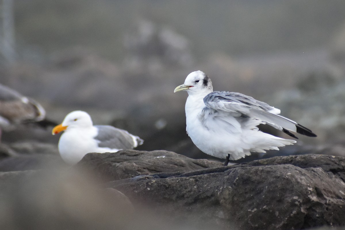 Black-legged Kittiwake - ML593458021