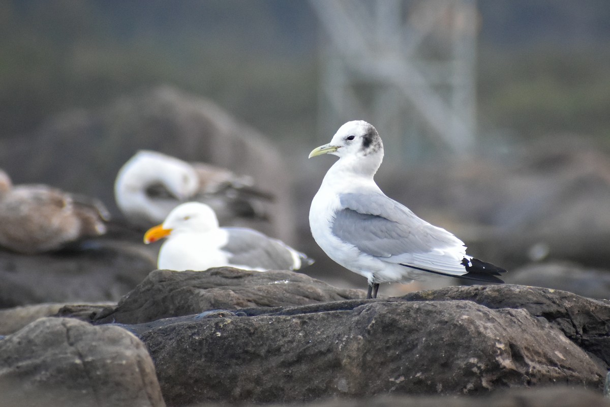 Black-legged Kittiwake - ML593458031