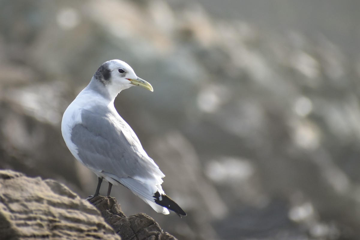 Black-legged Kittiwake - ML593458041