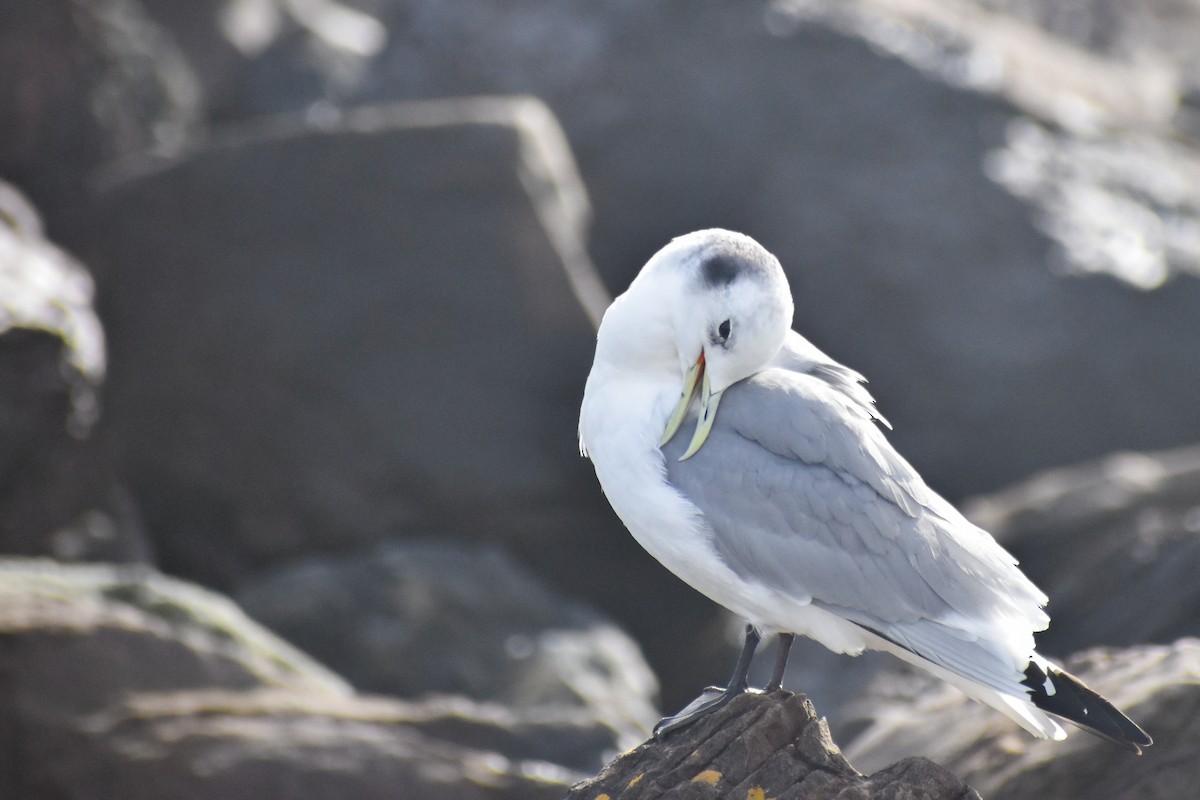 Gaviota Tridáctila - ML593458051