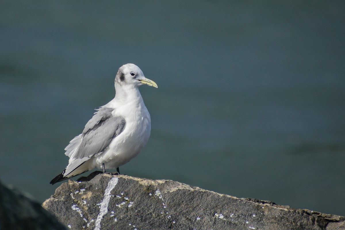 Mouette tridactyle - ML593458061