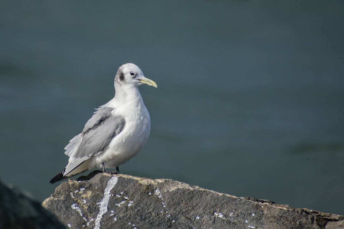 Black-legged Kittiwake - ML593458061