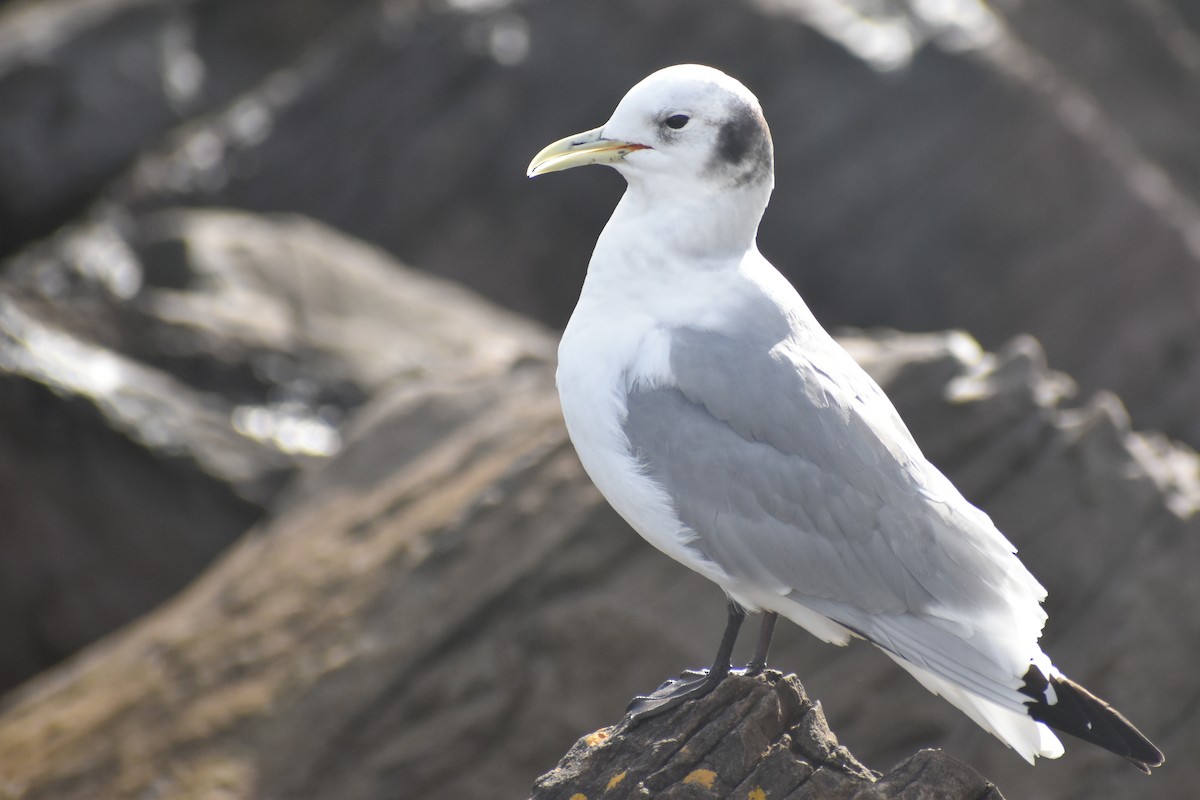 Gaviota Tridáctila - ML593458071