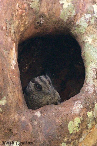 Barred Owlet-nightjar - ML593458421