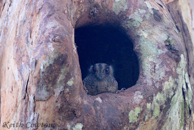 Barred Owlet-nightjar - Keith Cowton