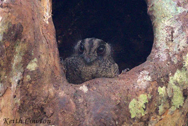 Barred Owlet-nightjar - ML593458471