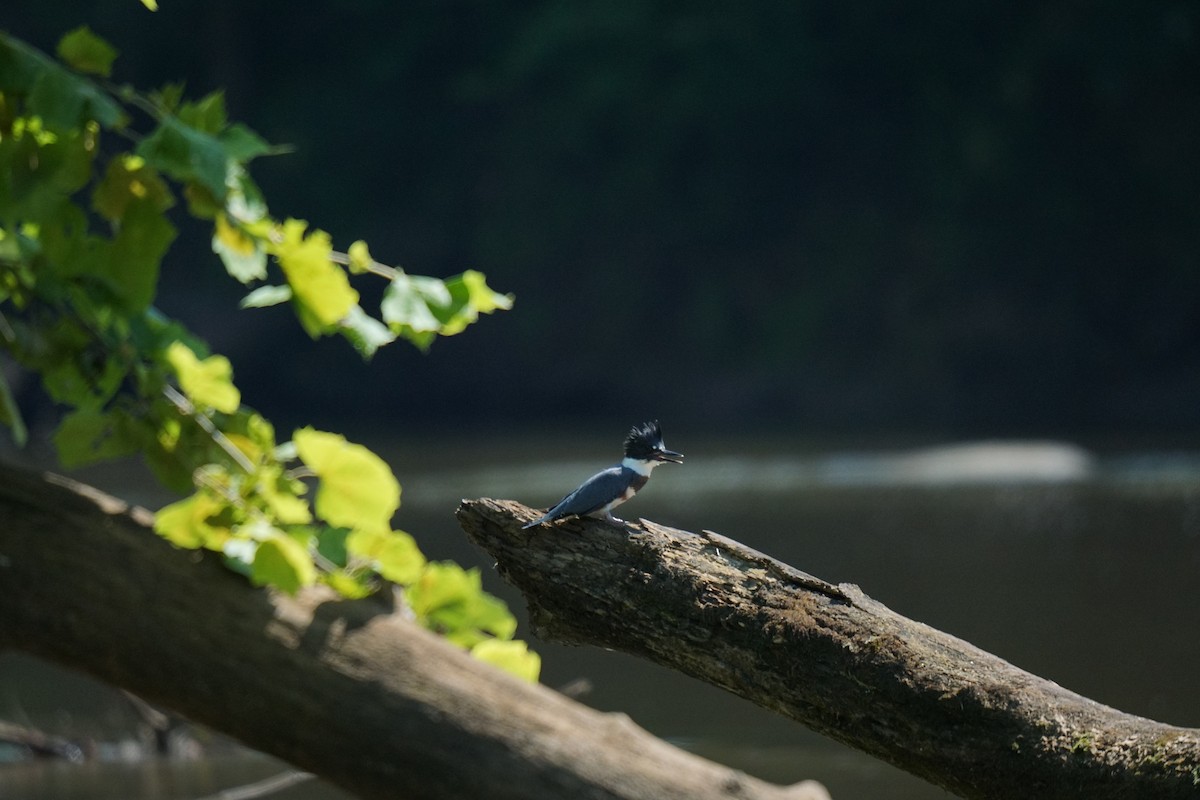 Belted Kingfisher - ML593458481