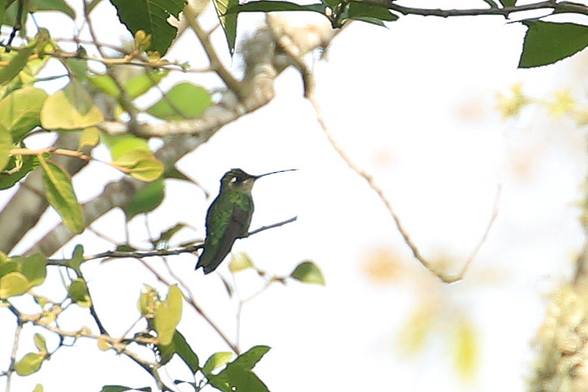 Rivoli's Hummingbird - Tim Lenz