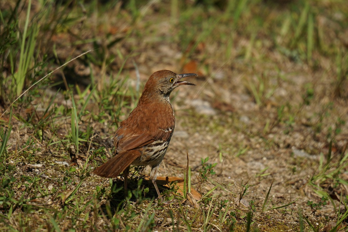 Brown Thrasher - ML593458641