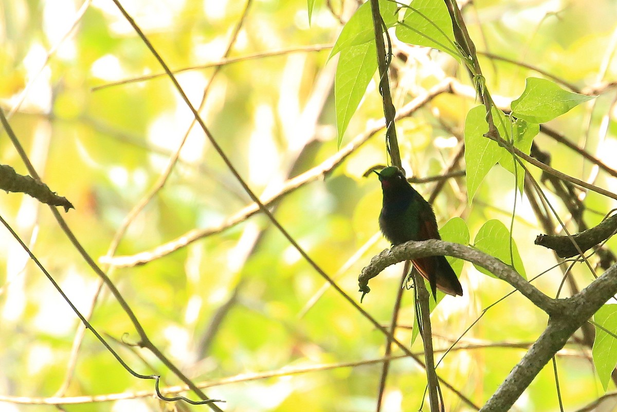 Garnet-throated Hummingbird - ML59345891