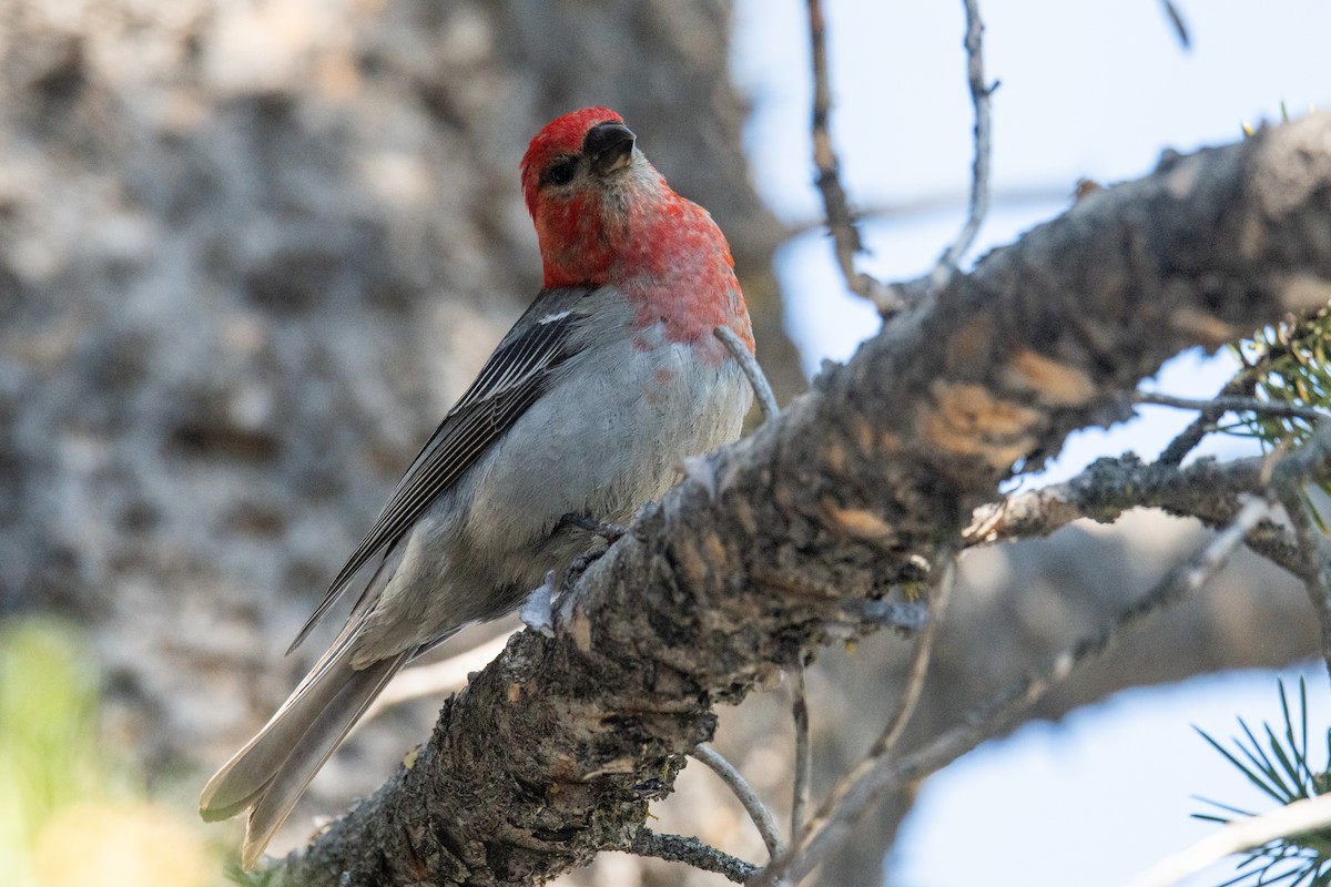 Pine Grosbeak - ML593458921