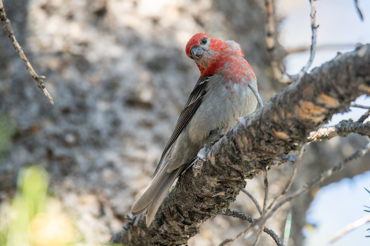 Pine Grosbeak - ML593458931