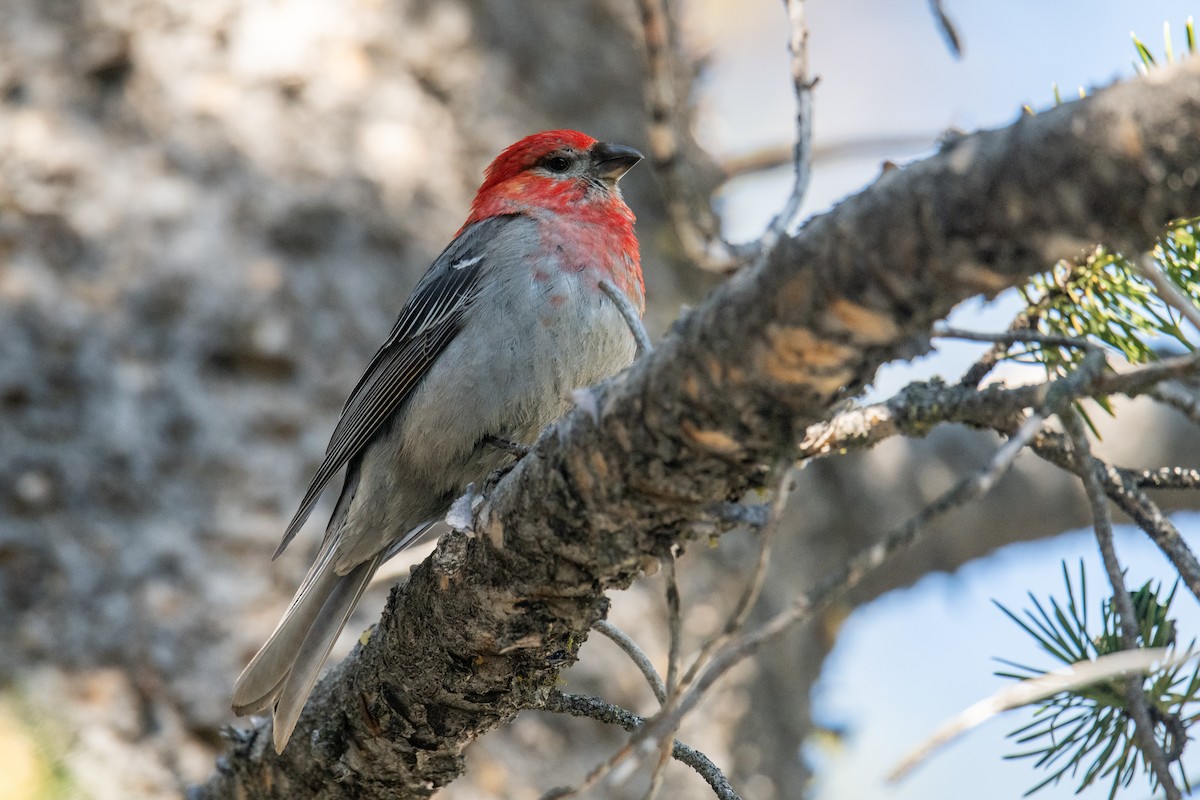 Pine Grosbeak - ML593458941