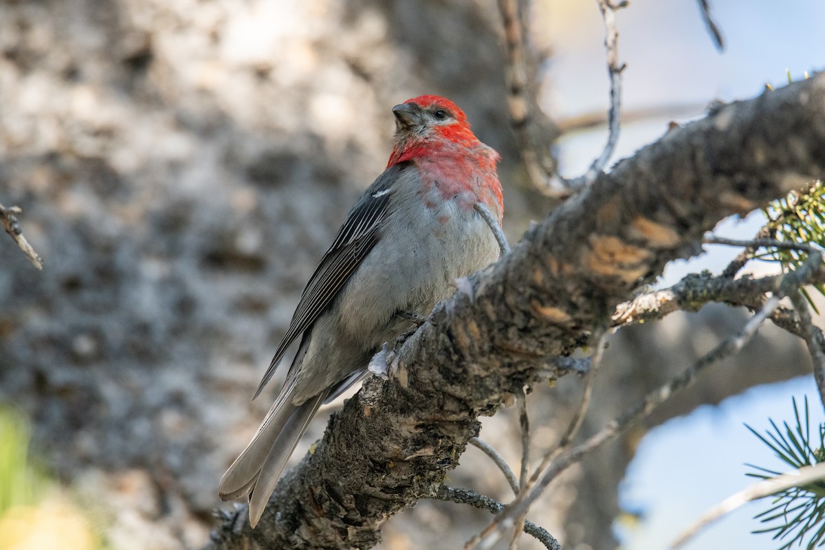 Pine Grosbeak - ML593458961