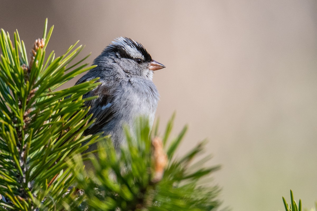 White-crowned Sparrow (Dark-lored) - ML593459061