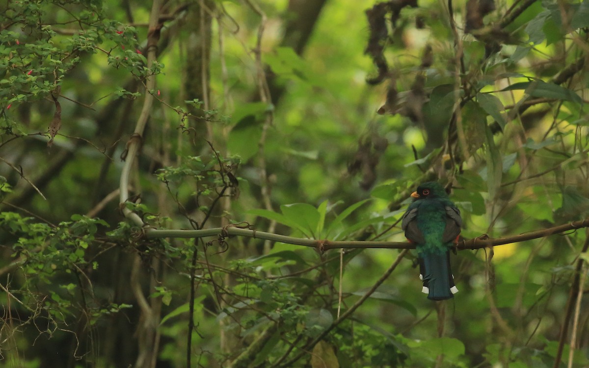 Trogon montagnard - ML59345941