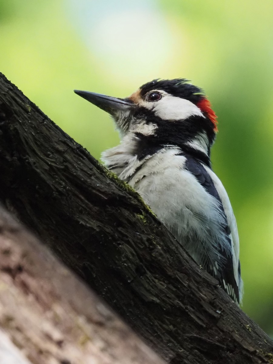 Great Spotted Woodpecker - ML593461251