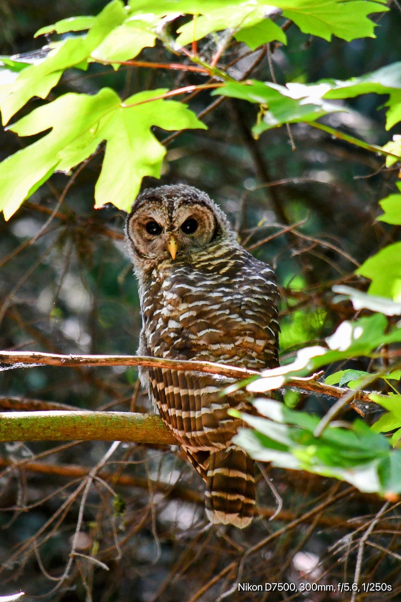 Barred Owl - ML593462121