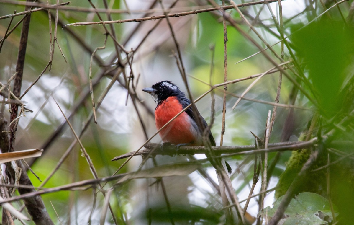 Rose-breasted Chat - ML593463521