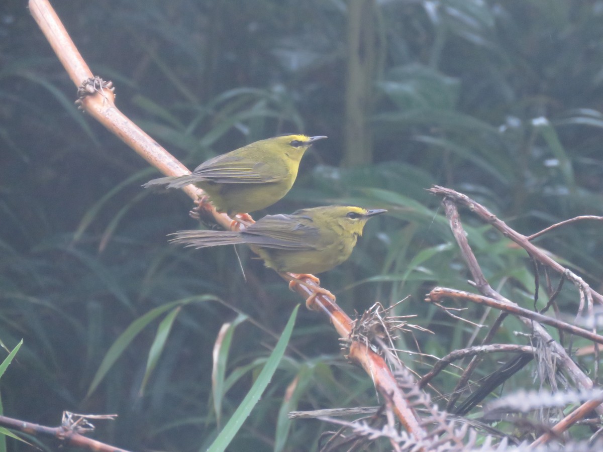 Black-crested Warbler - ML593464571