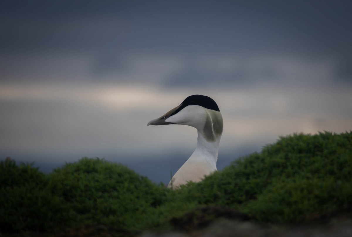 Common Eider - ML593465001