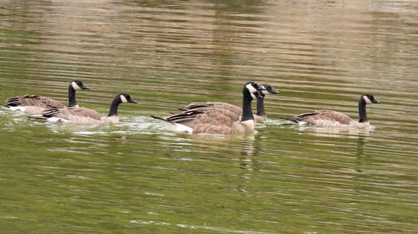 Canada Goose - ML593465511