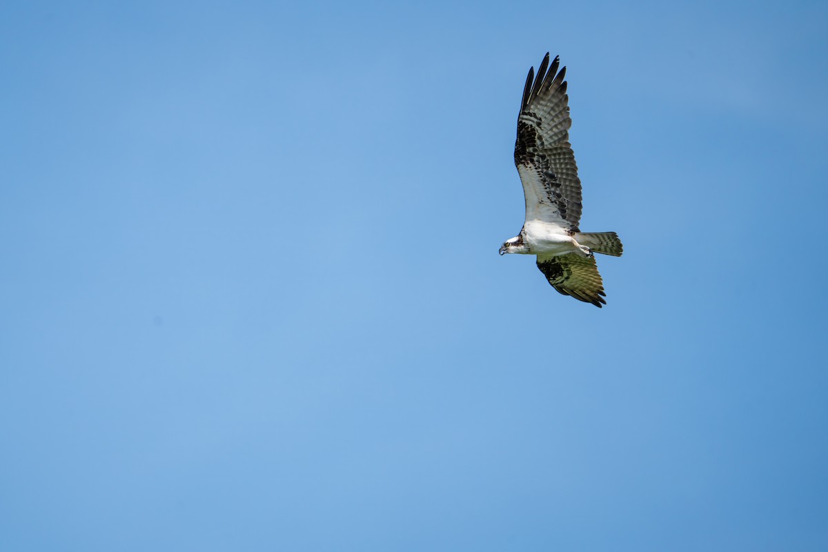 Osprey - ML593465621