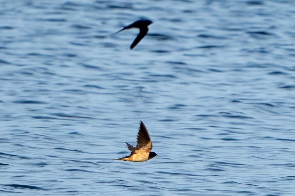 Barn Swallow - Nicholas Travis