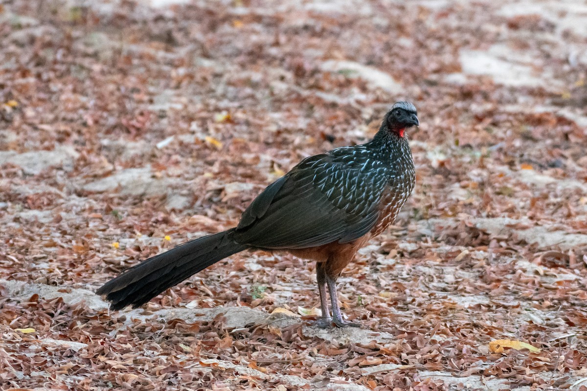 Chestnut-bellied Guan - ML593465791
