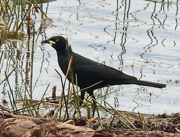 Brewer's Blackbird - ML593465961