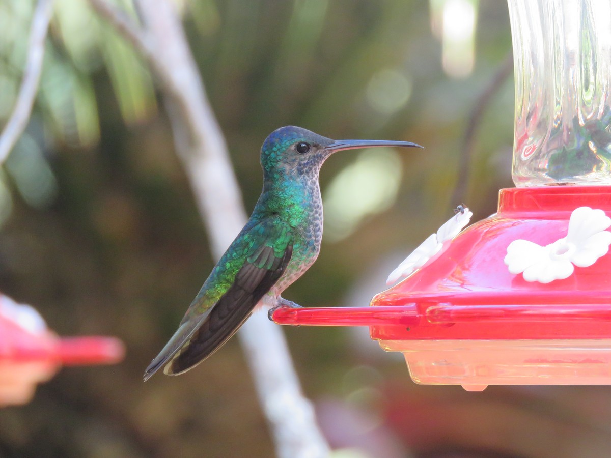 Golden-tailed Sapphire - Juan Zambrano