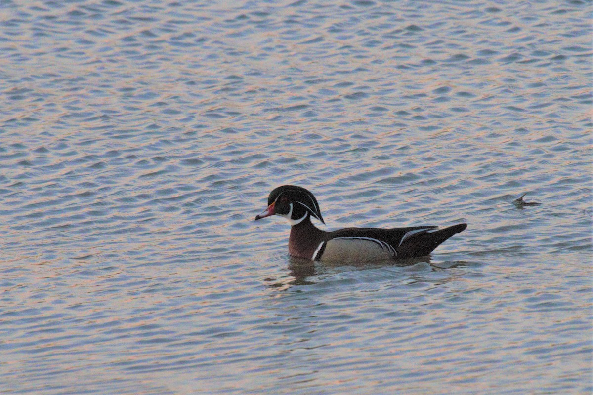 Wood Duck - ML59346661